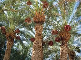 رتبه اول تولیدات باغی سیستان و بلوچستان به محصول خرما اختصاص دارد