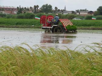 رشد 35 درصدی کشت مکانیزه برنج در شالیزارهای قائم شهر